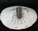 Museum Quality Quadrops Trilobite - #16331-2
